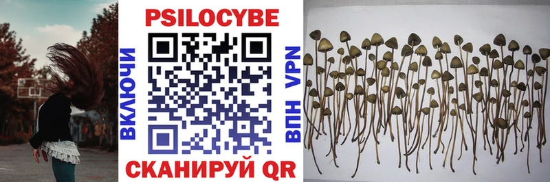 shop клад  Егорьевск  Псилоцибиновые грибы Psilocybe 
